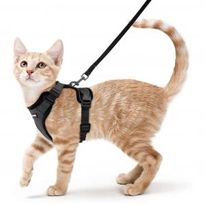 Cat Harness and Leash for Walking